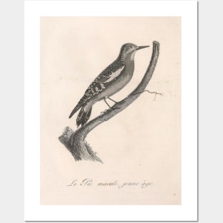 Young Spotted Woodpecker Bird Posters and Art